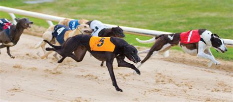 Greyhound Racing Ireland (GRI) .